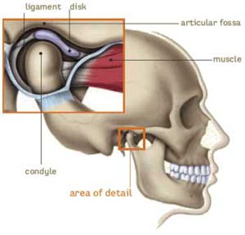 Illustration of the TMJ muscle